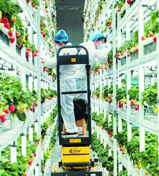 _无农药无公害_无农药无化肥无公害