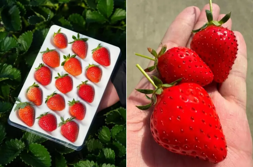 无农药无公害__无农药无化肥无公害