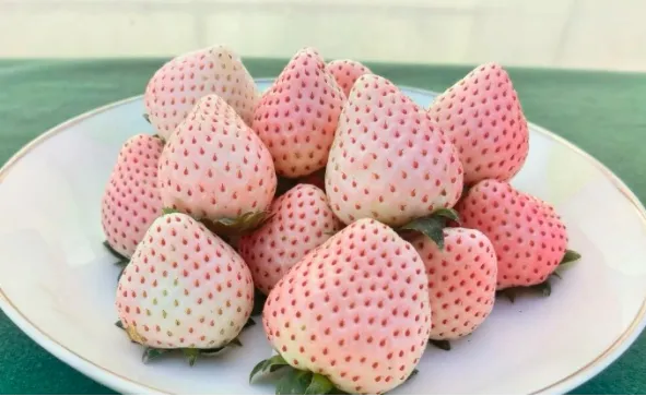 _无农药无公害_无农药无化肥无公害