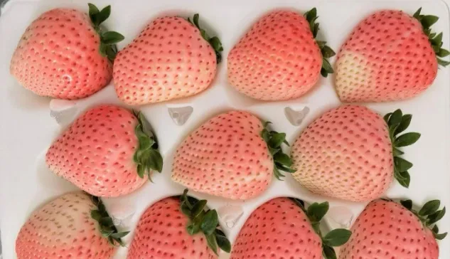 无农药无化肥无公害__无农药无公害