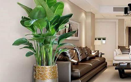 净宅纳吉基础旺运法门_民间风水家居气场优化_风水旺宅玄学妙招