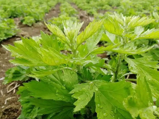 入门关煞化解_民间风水家居气场优化_家庭气场调和