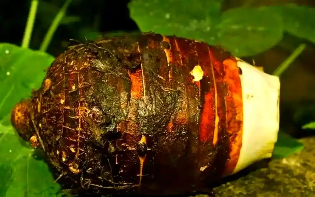 冬季抑郁与芋头食疗_冬季应季芋头药膳_芋头山药百合玫瑰羹功效