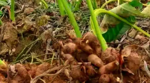 冬季应季芋头药膳_芋头山药百合玫瑰羹功效_冬季抑郁与芋头食疗