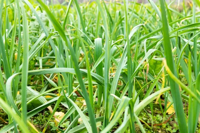 蒜苗营养价值_春季应季蒜苗药膳_蒜苗食用注意事项