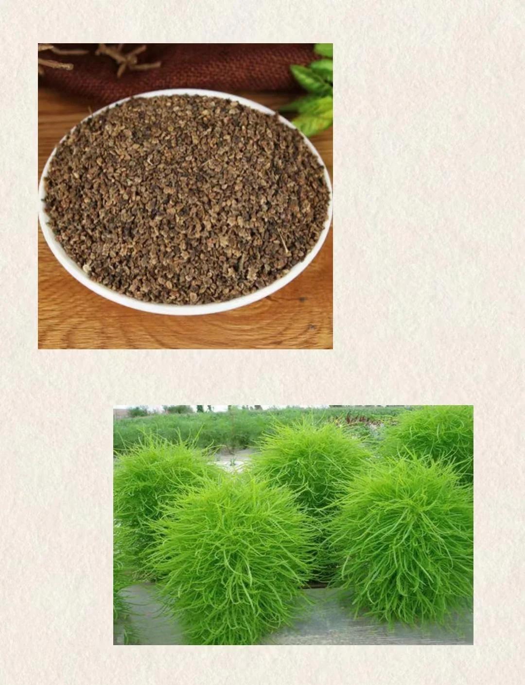 湿热风热皮肤病治疗_白鲜皮搭配禁忌_白鲜皮地肤子止痒