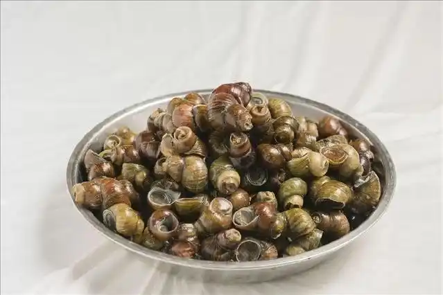 螺蛳食疗_螺蛳营养价值功效 清蒸爆炒螺蛳食谱 螺蛳清洗烹饪注意事项