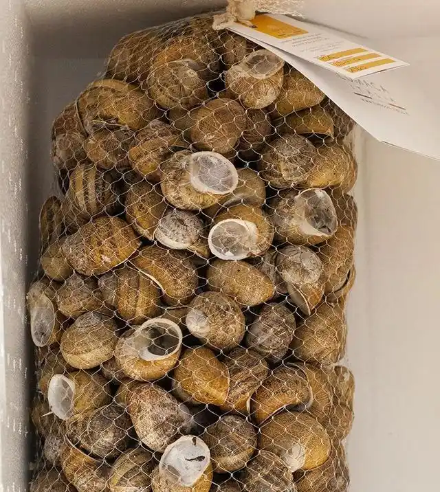 螺蛳食疗_螺蛳营养价值功效 清蒸爆炒螺蛳食谱 螺蛳清洗烹饪注意事项