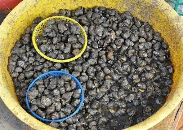 螺蛳营养价值功效 清蒸爆炒螺蛳食谱 螺蛳清洗烹饪注意事项_螺蛳食疗