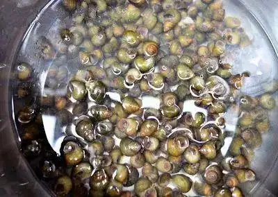 螺蛳食疗_螺蛳营养价值功效 清蒸爆炒螺蛳食谱 螺蛳清洗烹饪注意事项