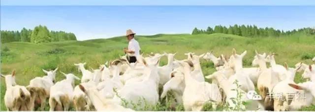 羊奶粥功效_羊奶食疗方法_羊奶布丁食疗