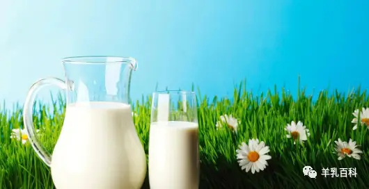 羊奶食疗方法_羊奶粥功效_羊奶布丁食疗