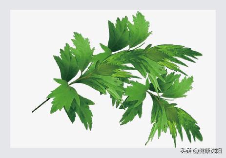 中医提升免疫力穴位_提高机体免疫力方法_中医养生功法增强免疫功效