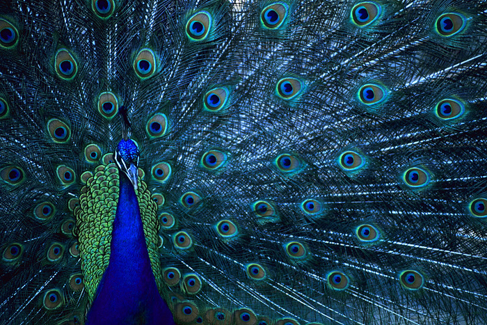 玄关挂孔雀图好么_民间风水家居挂画风水_玄关画尺寸多少最合理