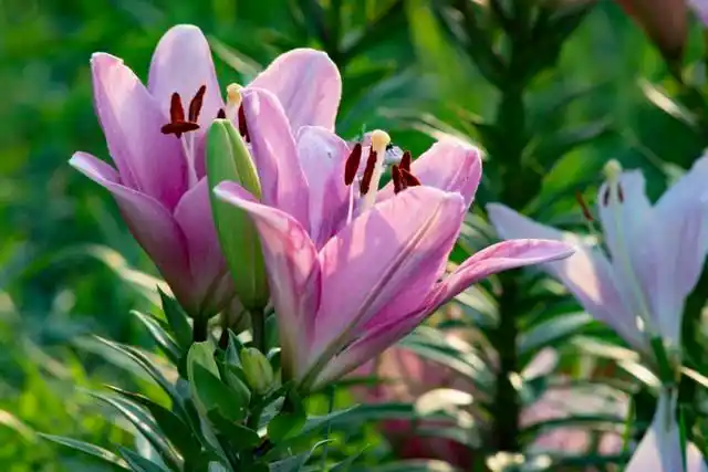夏季养生食物_清热解暑食物推荐_夏季应季食材药膳