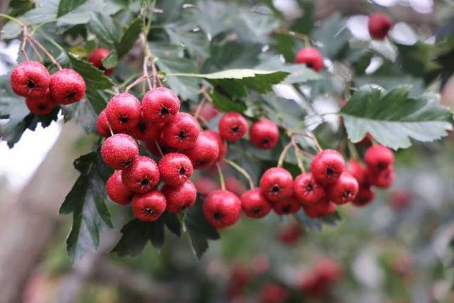 中医糖尿病山楂茶_山楂护眼功效_山楂糖尿病并发症