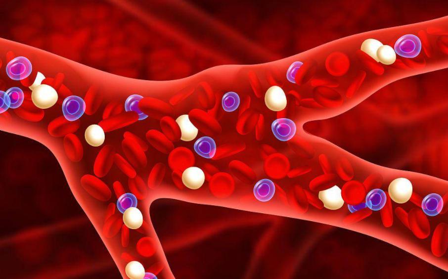 阳虚食补食疗_阳气不足吃什么_补阳食物推荐