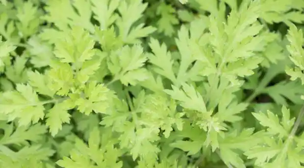 中医泡脚改善肢体困重功效_寒湿体质 热水泡脚 中药足浴