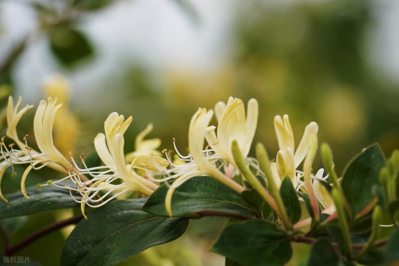 金银花功效作用_金银花适用人群_金银花糖尿病搭配禁忌