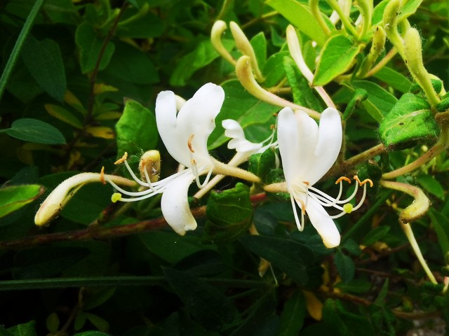金银花功效作用_金银花糖尿病搭配禁忌_金银花适用人群