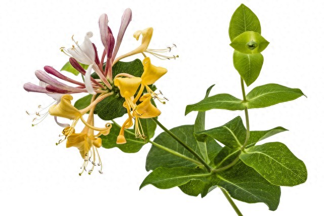 金银花不适合人群_金银花茶功效与禁忌_金银花糖尿病搭配禁忌