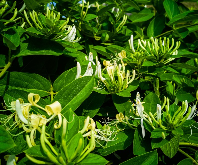 金银花功效与作用_金银花禁忌与注意事项_金银花糖尿病搭配禁忌