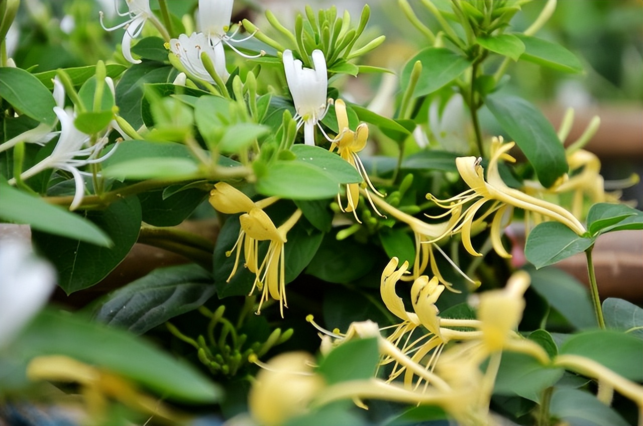 金银花功效与作用_金银花禁忌与注意事项_金银花糖尿病搭配禁忌