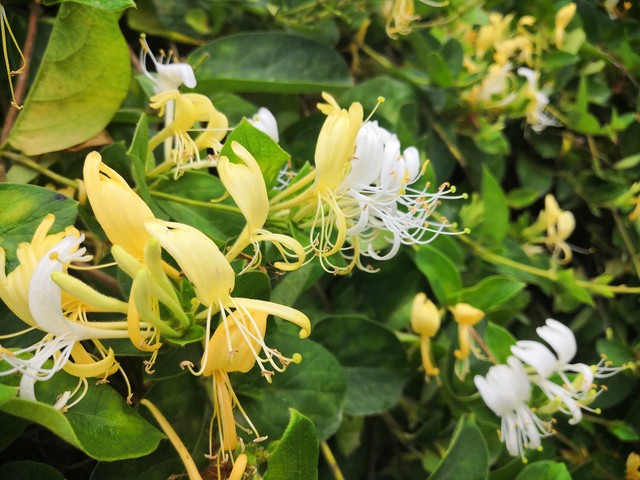 金银花功效与作用_金银花糖尿病搭配禁忌_金银花禁忌与注意事项