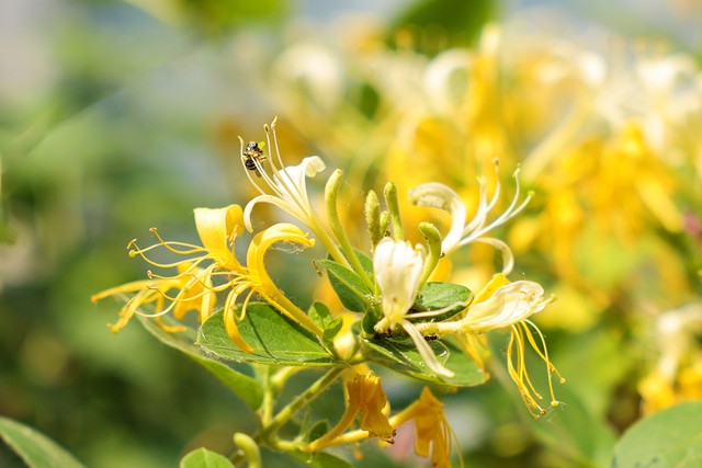 金银花糖尿病搭配禁忌_金银花禁忌与注意事项_金银花功效与作用