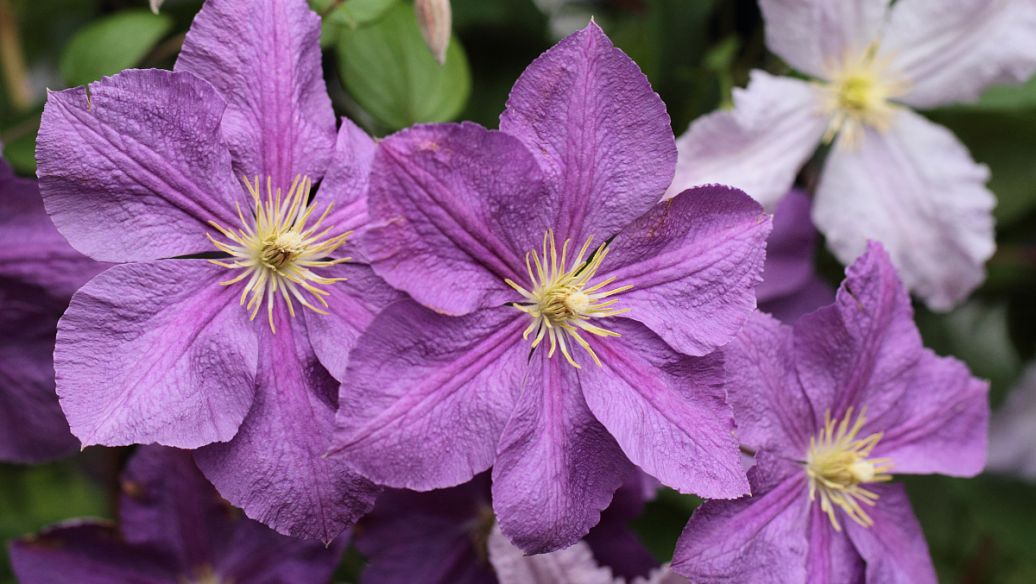 金银花禁忌与注意事项_金银花功效与作用_金银花糖尿病搭配禁忌