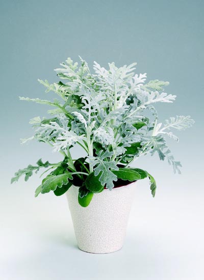 提升健康运势的家居布置_客厅风水布局_民间风水客厅挂画颜色