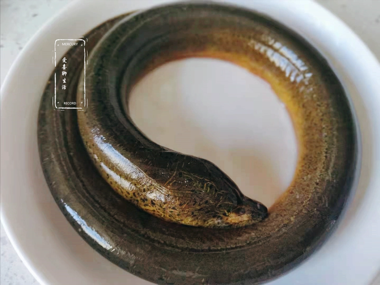 黄鳝炒洋葱做法_黄鳝炒洋葱食疗_夏季黄鳝食谱