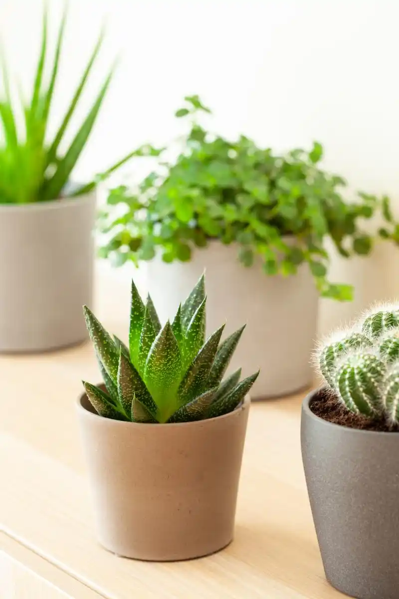 办公室风水布局2025_理性风水办公室布局风水学_深圳风水大师黄天雄布局