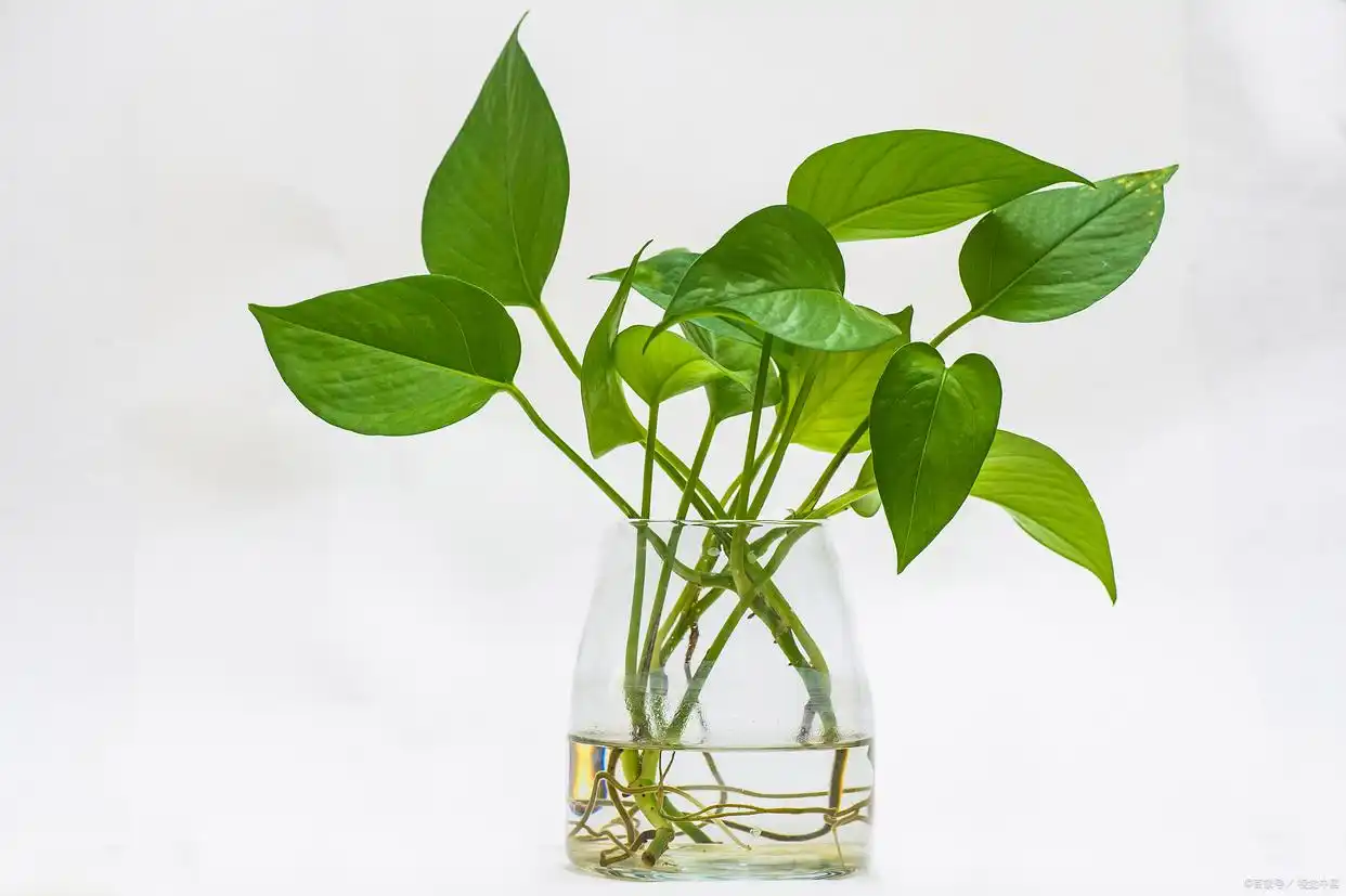 办公室风水布局2025_深圳风水大师黄天雄布局_理性风水办公室布局风水学