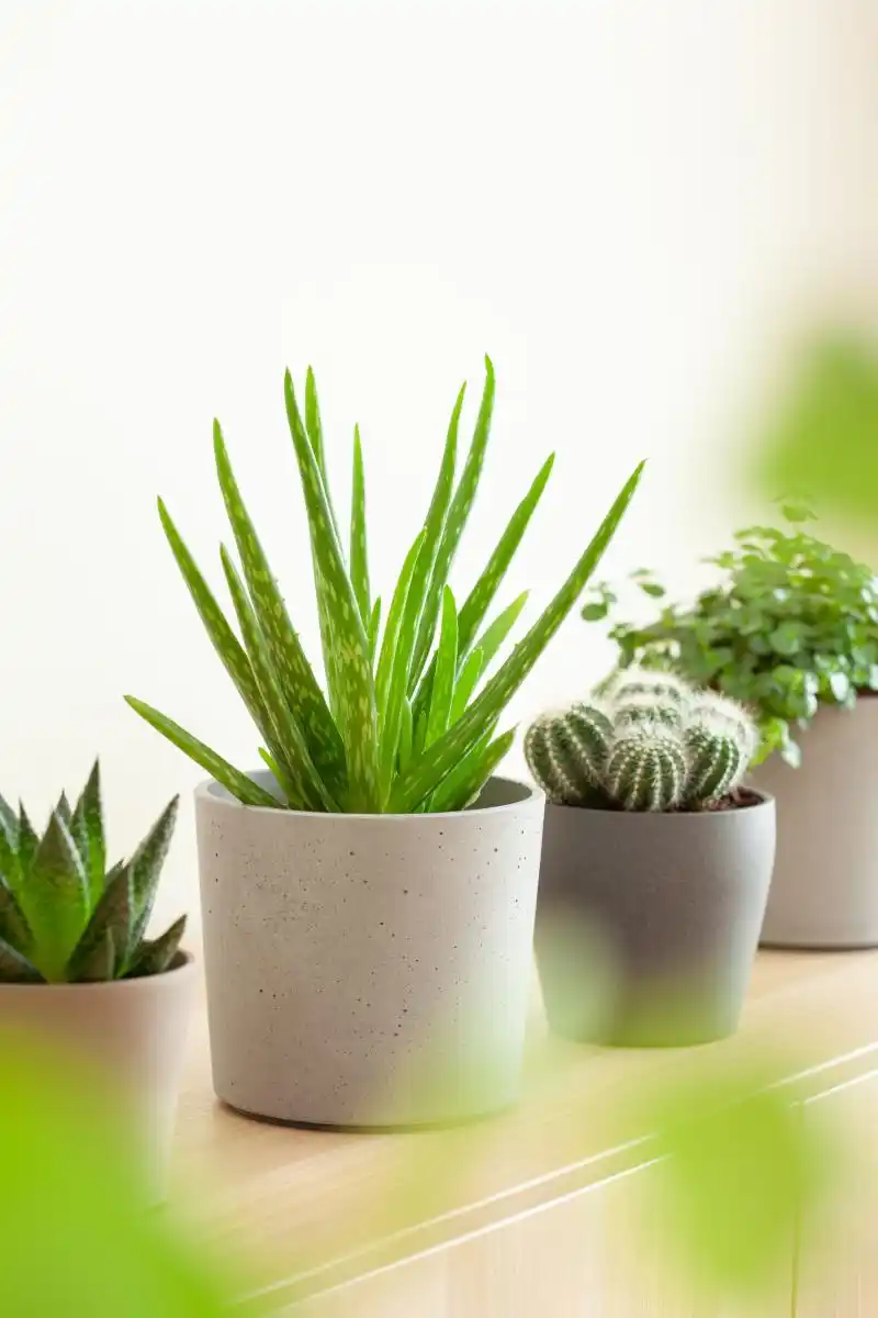 理性风水办公室布局风水学_办公室风水布局2025_深圳风水大师黄天雄布局