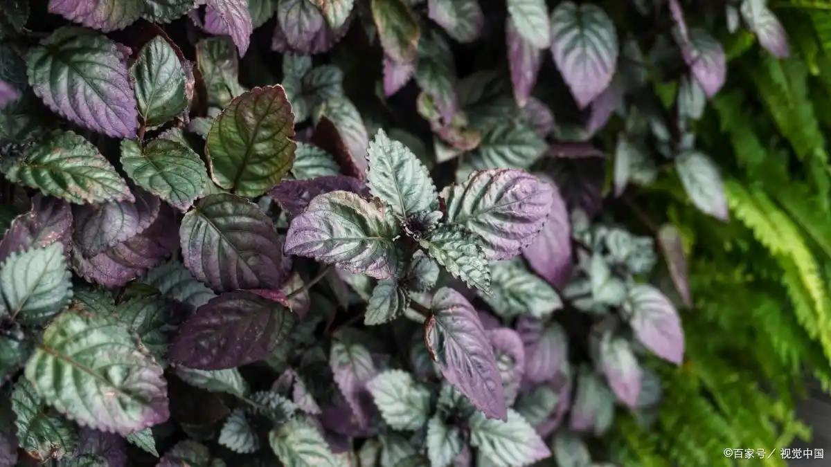 调理血瘀体质最有效的_血瘀危害_血瘀体质形成原因