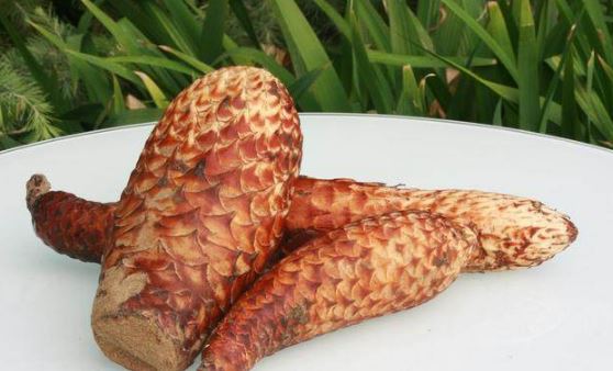 男性肾虚食疗 肉苁蓉补肾 壮阳食物_壮阳延时增大实用偏方