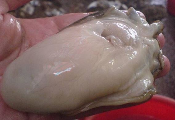 壮阳延时增大实用偏方_男性肾虚食疗 肉苁蓉补肾 壮阳食物