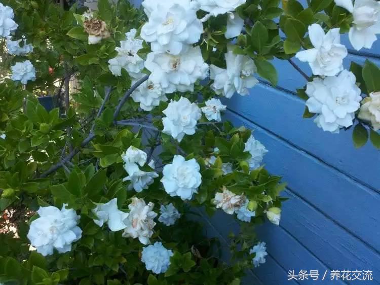 院子风水植物讲究_风水植物布置_庭院房屋风水