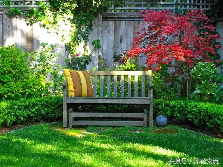 风水植物布置_庭院房屋风水_院子风水植物讲究