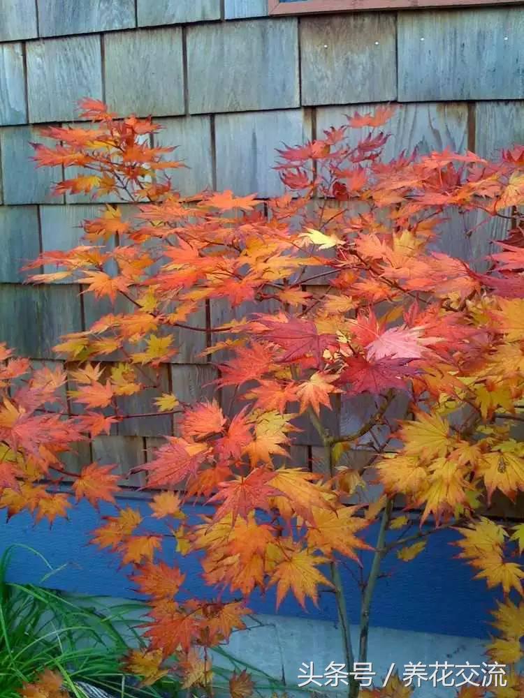 院子风水植物讲究_庭院房屋风水_风水植物布置