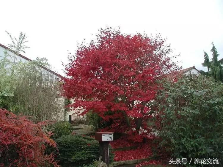 庭院房屋风水_院子风水植物讲究_风水植物布置