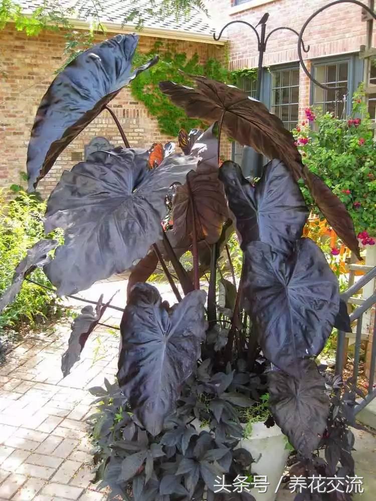 风水植物布置_院子风水植物讲究_庭院房屋风水