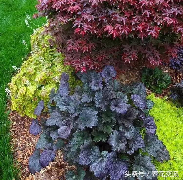 风水植物布置_院子风水植物讲究_庭院房屋风水