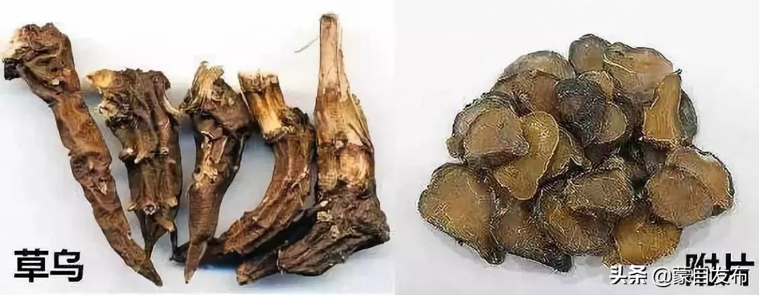 秋冬进补草乌附子安全使用_新鲜附子药膳_草乌附子毒性中药材食用禁忌