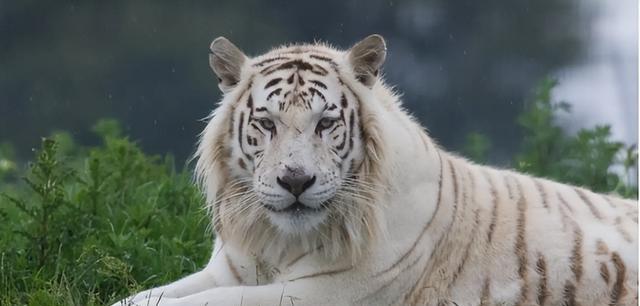 白虎风水_白虎传说_办公桌白虎风水学