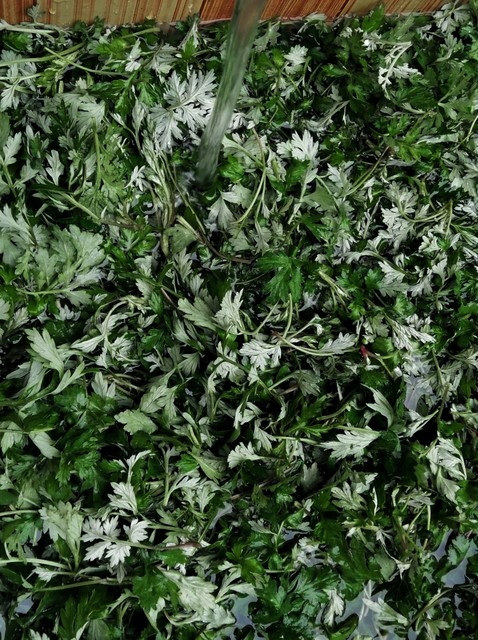 冬天泡脚加艾养阳暖身_睡前10分钟泡出全身暖意_中医泡脚桂圆