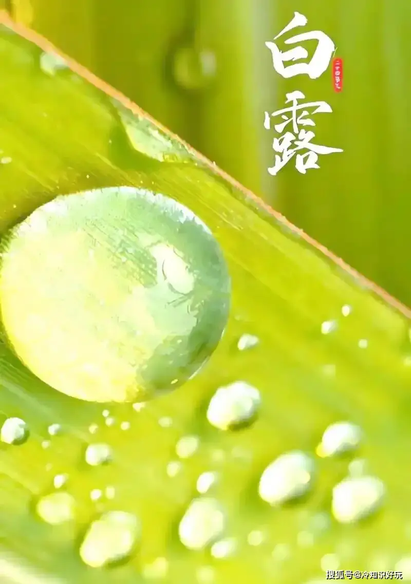 白露节气习俗_白露养生禁忌_白露养生功法