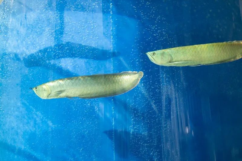 办公室书法风水_办公室养鱼风水禁忌_广东老板风水布局