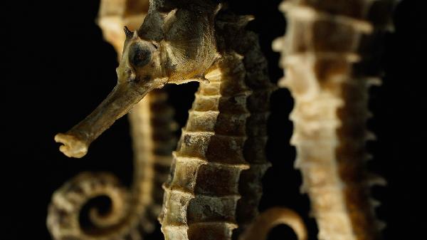 血虚体质调理_中医气虚血虚阴虚阳虚_男性身体虚弱调理